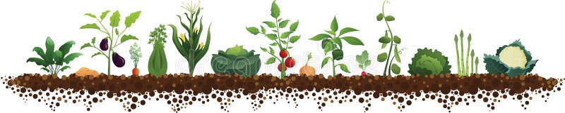 Vegetables: spinach, potato, eggplant, carrot, celery, corn, cabbage, tomato, onion, peppers, radish, peas, lettuce, asparagus, cauliflower growing in a garden with dirt on the farm in the industrial field of agriculture. Vegetables: spinach, potato, eggplant, carrot, celery, corn, cabbage, tomato, onion, peppers, radish, peas, lettuce, asparagus, cauliflower growing in a garden with dirt on the farm in the industrial field of agriculture.